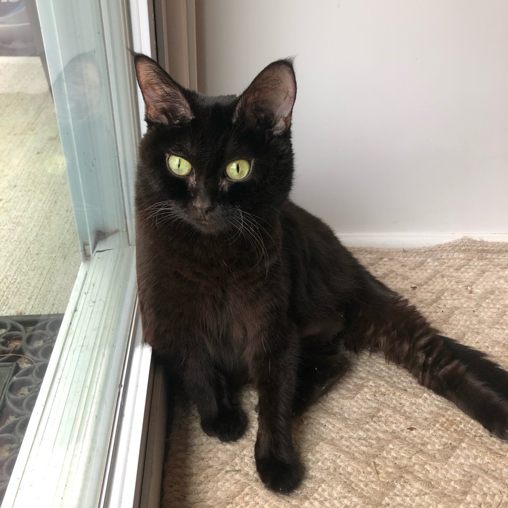 Meet your Posher & our kitties!! - Picture 5 of 16
